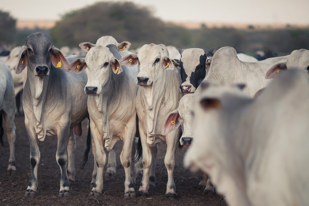 No Acre Rebanho Bovino Chega A Cabe As Por Habitante Diz Ibge O Juru Em Tempo