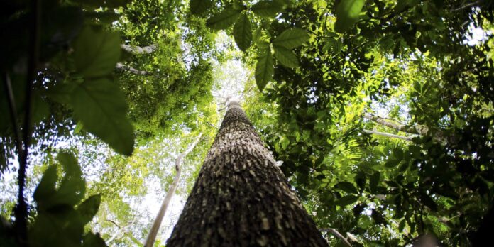 liderancas-indigenas-e-ativistas-debatem-em-manaus-futuro-da-amazonia